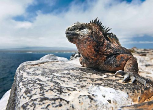 Discovering The Enchanting Galapagos Islands. Shared 4D/3N